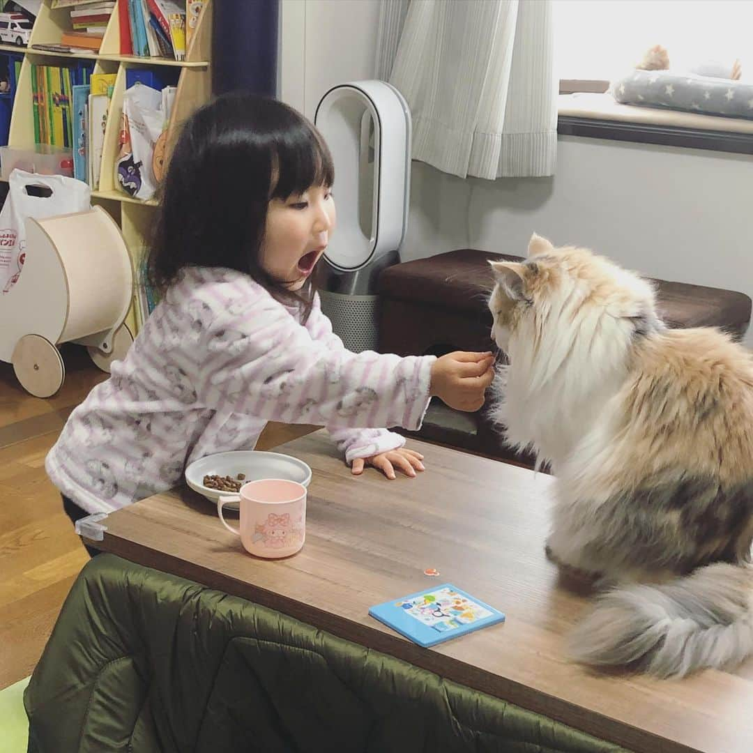 廣永遼太郎さんのインスタグラム写真 - (廣永遼太郎Instagram)「あーんしてくれてる☺️ ぷいってされてるけど🤣 #サイベリアン #長毛種 #大型猫 #ねことあかちゃん #ねことこども #siberiancat  #catstagram  #instacat」3月30日 10時33分 - ryotaro.h_32