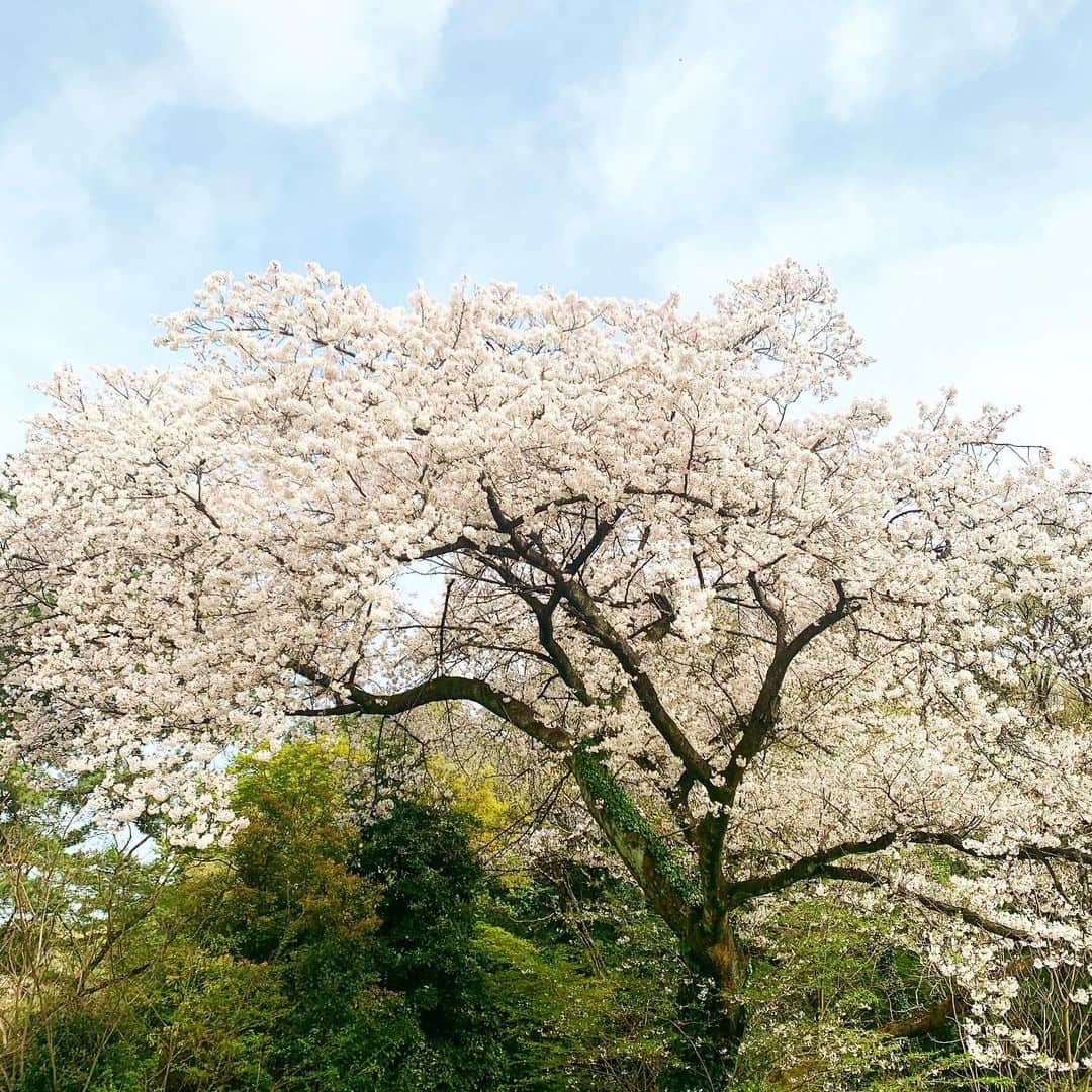 杉山勝彦のインスタグラム：「昨日電話会議しながら見上げた桜」