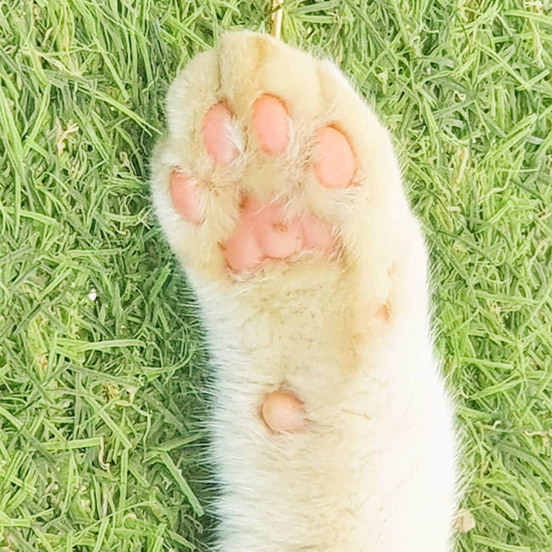 ディのインスタグラム：「🐱」