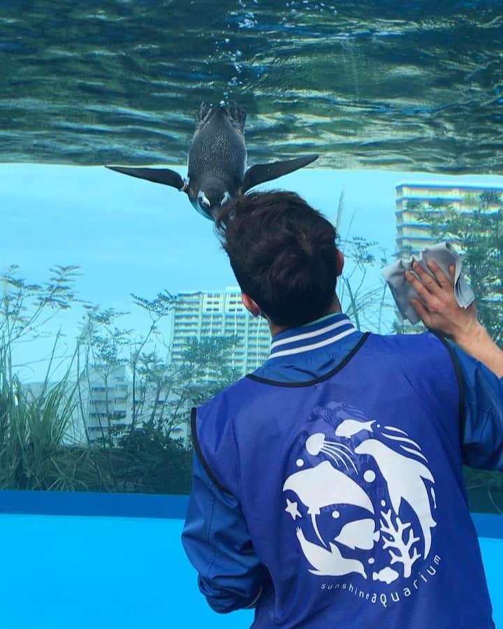 青山恭子のインスタグラム：「. 春休みの思ひ出💙 空飛ぶペンギンは飼育員のお兄さんが大好きらしい…🐧💕 . . . #春休みの思ひ出 #空飛ぶペンギン #🐧💕 #癒される空間 #思ってた以上に楽しかった #入場制限あり #ゆっくり見れて良かった」