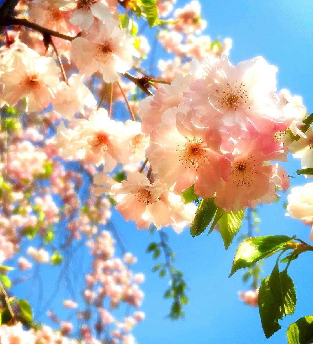 美波千夏さんのインスタグラム写真 - (美波千夏Instagram)「. 桜満開🌸 もう散り始めてるところも😢 儚いからこそ美しい〜✨  ずっと咲いてたら気づけないこともある！ 人生もきっとそう🌸  私が撮った自信作🤗📸 (数年前のw) . . . . #桜 #SAKURA #cherryblossom  #東京タワー #tokyotower  #東京 #tokyo」3月30日 22時25分 - chinatsu_minami