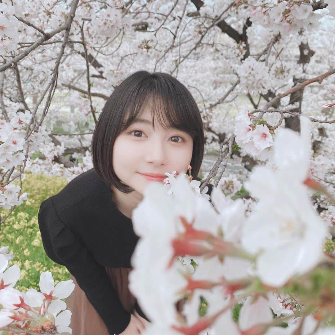 小室ゆらさんのインスタグラム写真 - (小室ゆらInstagram)「.﻿ ﻿ ﻿ お仕事終わりに母と #桜 の名所をお散歩🌸﻿ 風が吹くと花びらがひらひらして綺麗でした👏🏻﻿ ﻿ お花の下でお酒は飲めないけど、﻿ 今年もしっかり春を感じられて良かったな 𓋜 . *﻿ ﻿ ﻿ 皆さんは #お花見 しましたか🥱？？﻿ ﻿ ﻿ .﻿」3月30日 22時49分 - komuro_yura_official