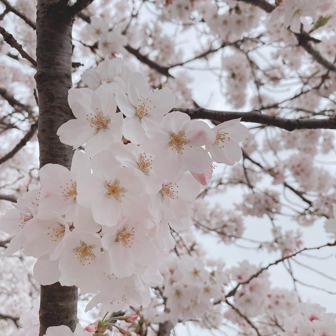 小室ゆらさんのインスタグラム写真 - (小室ゆらInstagram)「.﻿ ﻿ ﻿ お仕事終わりに母と #桜 の名所をお散歩🌸﻿ 風が吹くと花びらがひらひらして綺麗でした👏🏻﻿ ﻿ お花の下でお酒は飲めないけど、﻿ 今年もしっかり春を感じられて良かったな 𓋜 . *﻿ ﻿ ﻿ 皆さんは #お花見 しましたか🥱？？﻿ ﻿ ﻿ .﻿」3月30日 22時49分 - komuro_yura_official