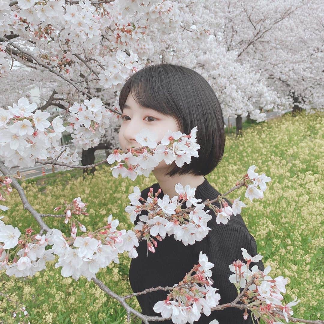 小室ゆらさんのインスタグラム写真 - (小室ゆらInstagram)「.﻿ ﻿ ﻿ お仕事終わりに母と #桜 の名所をお散歩🌸﻿ 風が吹くと花びらがひらひらして綺麗でした👏🏻﻿ ﻿ お花の下でお酒は飲めないけど、﻿ 今年もしっかり春を感じられて良かったな 𓋜 . *﻿ ﻿ ﻿ 皆さんは #お花見 しましたか🥱？？﻿ ﻿ ﻿ .﻿」3月30日 22時49分 - komuro_yura_official