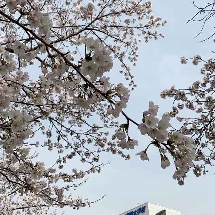 海津ゆうこさんのインスタグラム写真 - (海津ゆうこInstagram)「満開まではあと一歩かな。 新発田の桜も咲き誇ってますよ。 写真は職業能力開発短期大学校の桜です。 この距離で桜が見られるのは嬉しいですよね。 夜はライトアップもされますよ。  #桜#桜の名所 #桜の季節 #桜開花 #新発田 #しばたびより #しばたじまん #spring #springhascome #お花見 #cherryblossom #instagood #instalike #instalife #instadaily #instapic」3月30日 23時23分 - yuco310