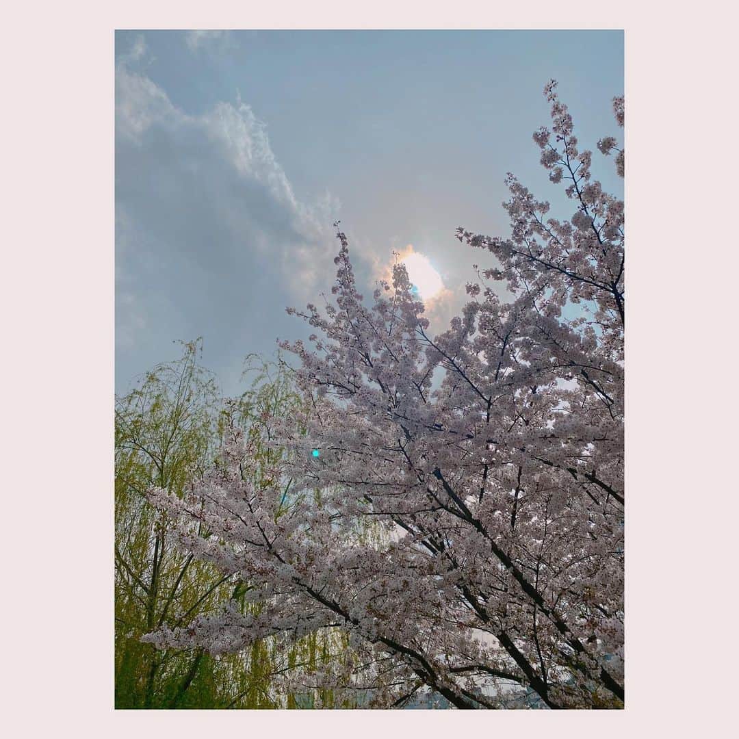 愛希れいかさんのインスタグラム写真 - (愛希れいかInstagram)「🌸🌸🌸  今日は宝塚音楽学校の合格発表だったんですね。 いっぱいいっぱい頑張ったよね…🥺 ドキドキして眠れなかったよね…🥺 本当におつかれさまー👏 今年は例年に比べて大変なことが多かったと思います… でも、この状況に負けずに夢に向かって真っ直ぐ突き進むみんなは超かっこいいよー✨ 今日まで頑張った自分を褒めてあげてね♡♡♡ きっと体型維持するために食事制限してた子も多いんじゃないかなぁ🤔 ごはんもお菓子もたーくさん食べてねっ🍫🍭🍟🍰🧋  #春 #宝塚 #宝塚音楽学校 #合格発表 #ほんとに #おつかれさま」3月30日 15時10分 - manakireika_official