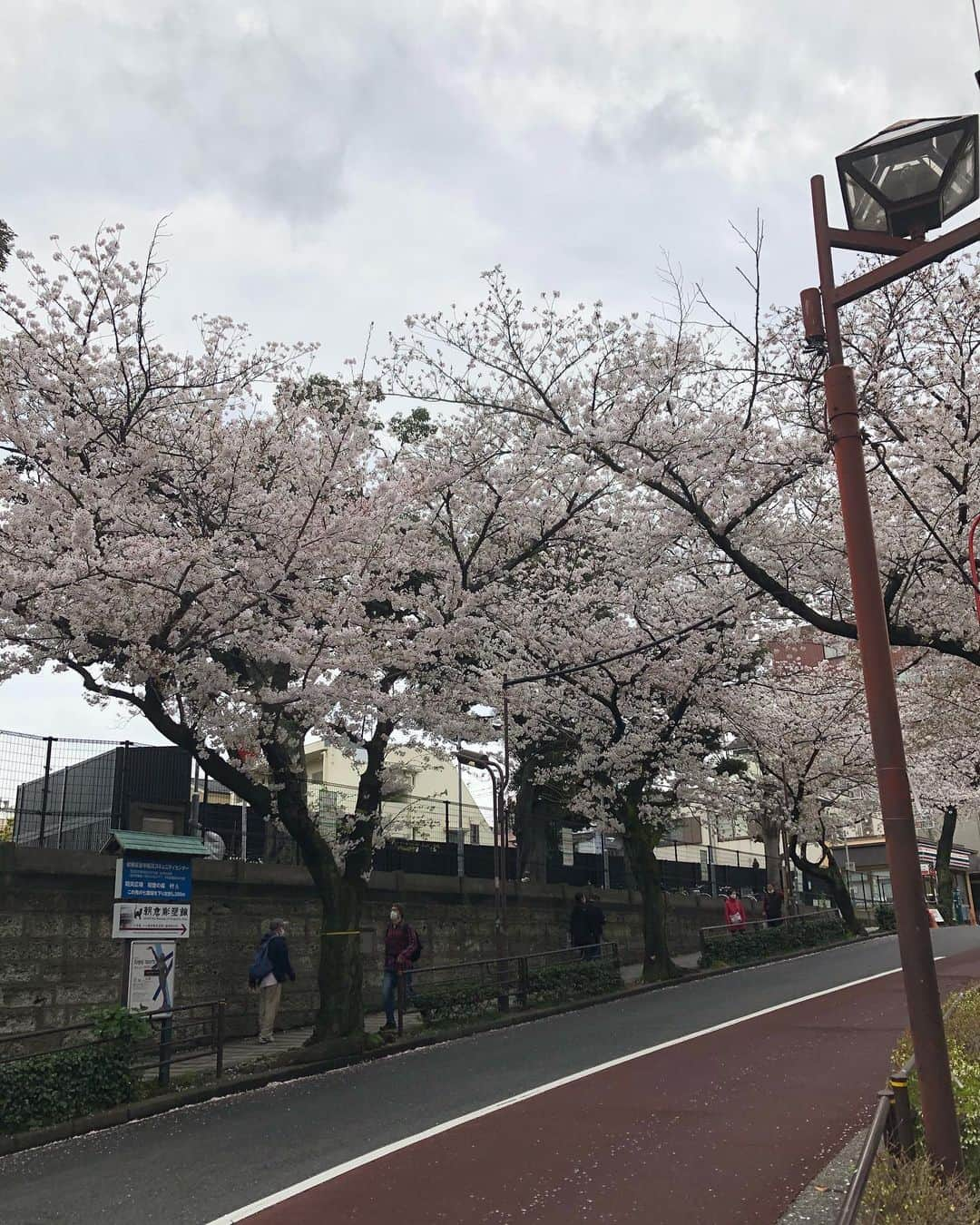 鳳真由さんのインスタグラム写真 - (鳳真由Instagram)「先日すこーしだけお散歩しました。  ねこねこねこづくし！！  #日暮里 #にゃっぽり  #目指せ1日1投稿2021」3月30日 15時43分 - ootorispecialpanic