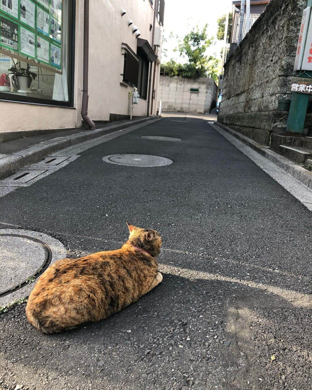 鳳真由さんのインスタグラム写真 - (鳳真由Instagram)「先日すこーしだけお散歩しました。  ねこねこねこづくし！！  #日暮里 #にゃっぽり  #目指せ1日1投稿2021」3月30日 15時43分 - ootorispecialpanic