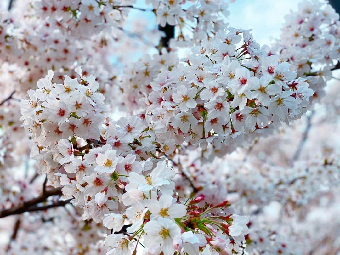 内山理名さんのインスタグラム写真 - (内山理名Instagram)「𝖯𝖾𝖺𝖼𝖾 𝖻𝖾𝗀𝗂𝗇𝗌 𝗐𝗂𝗍𝗁 𝖺 𝗌𝗆𝗂𝗅𝖾..🕊💋  平和は微笑みから始まります。と、シンプルだけど本当にそう思う。  桜を見てどれくらいの人が微笑んだのだろうなぁと。 桜には不思議な力がありますね。  さっ今日も笑ってこ！  #cherryblossom  #sakura #motherteresa」3月30日 16時17分 - rinauchiyama_official