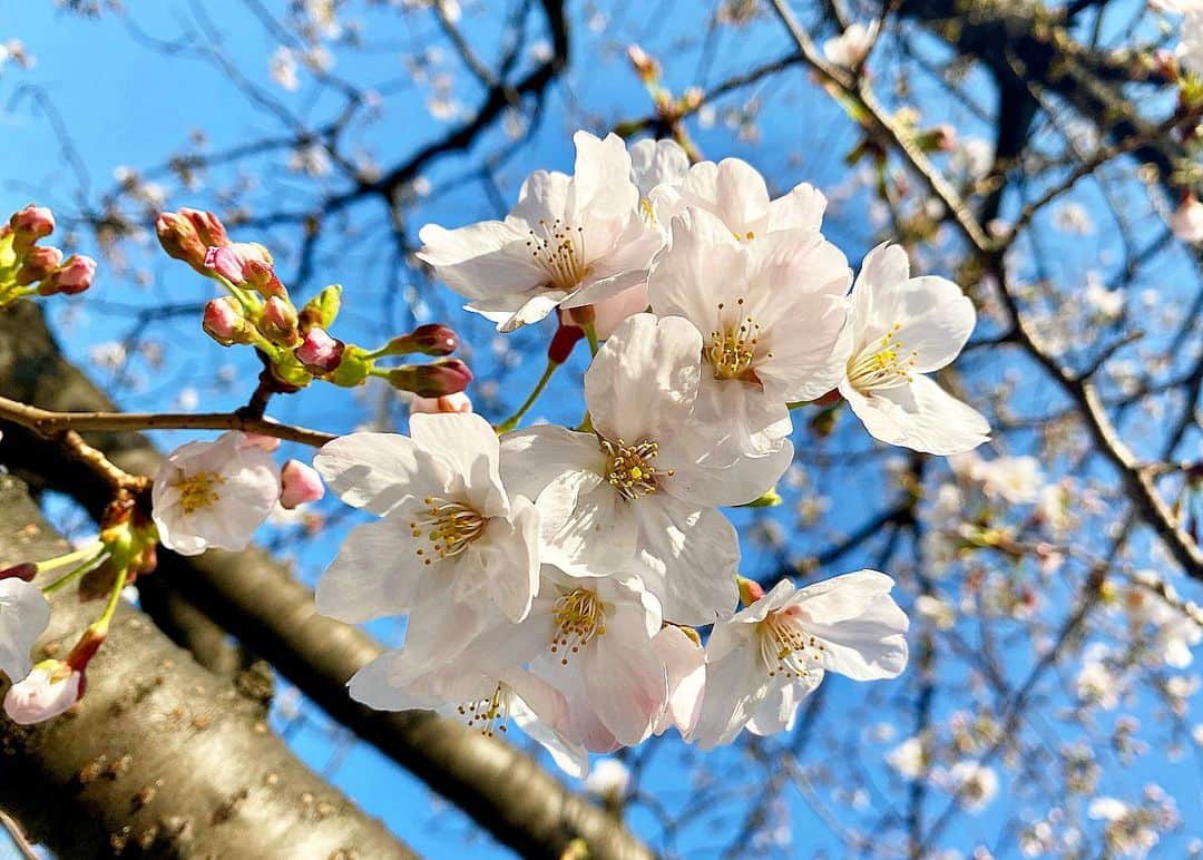 浅田舞さんのインスタグラム写真 - (浅田舞Instagram)「桜が綺麗な新しい季節🌸に新しくアンバサダーを務めさせて頂く事になりました﻿. @nuskin_japan 「ageLOC ブースト」と「ageLOC ルミスパ」﻿ ﻿ 新製品ageLOC ブーストを早速試しました!﻿ 手のひらサイズだからお手軽に使えます♫﻿ お肌のケアはとっても大切✨﻿ ﻿ ﻿ #桜 #ニュースキン #ブースト #pr」3月30日 17時02分 - asadamai717
