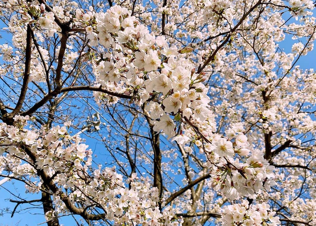 浅田舞さんのインスタグラム写真 - (浅田舞Instagram)「桜が綺麗な新しい季節🌸に新しくアンバサダーを務めさせて頂く事になりました﻿. @nuskin_japan 「ageLOC ブースト」と「ageLOC ルミスパ」﻿ ﻿ 新製品ageLOC ブーストを早速試しました!﻿ 手のひらサイズだからお手軽に使えます♫﻿ お肌のケアはとっても大切✨﻿ ﻿ ﻿ #桜 #ニュースキン #ブースト #pr」3月30日 17時02分 - asadamai717