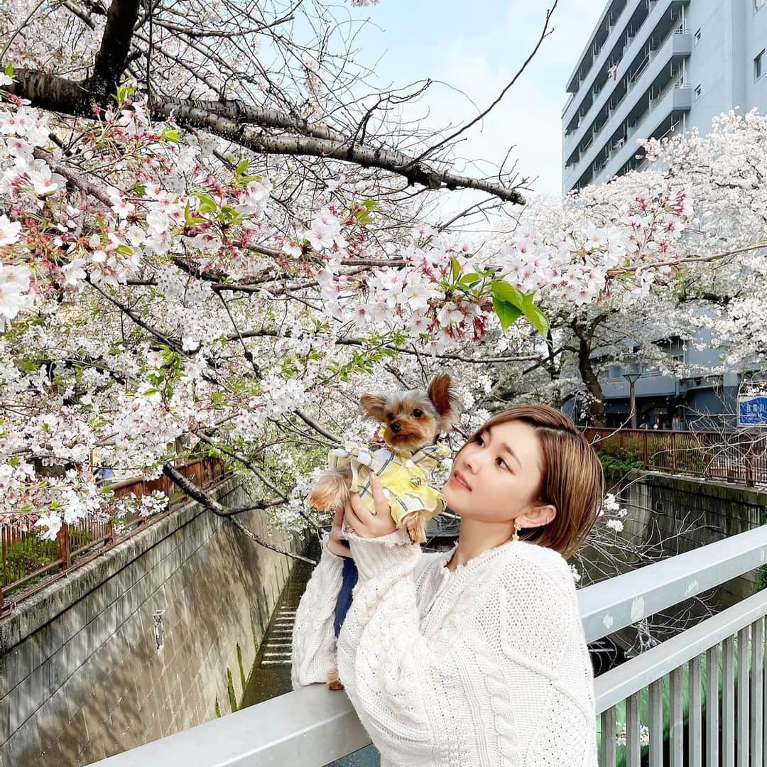 池田沙代のインスタグラム：「今年は桜が散るのが早いね🌸 散る前にピノさんと☺️🌸 #絶妙に嫌そうな顔😂 . . もうだいぶあったかくて 春だなーー🌸」