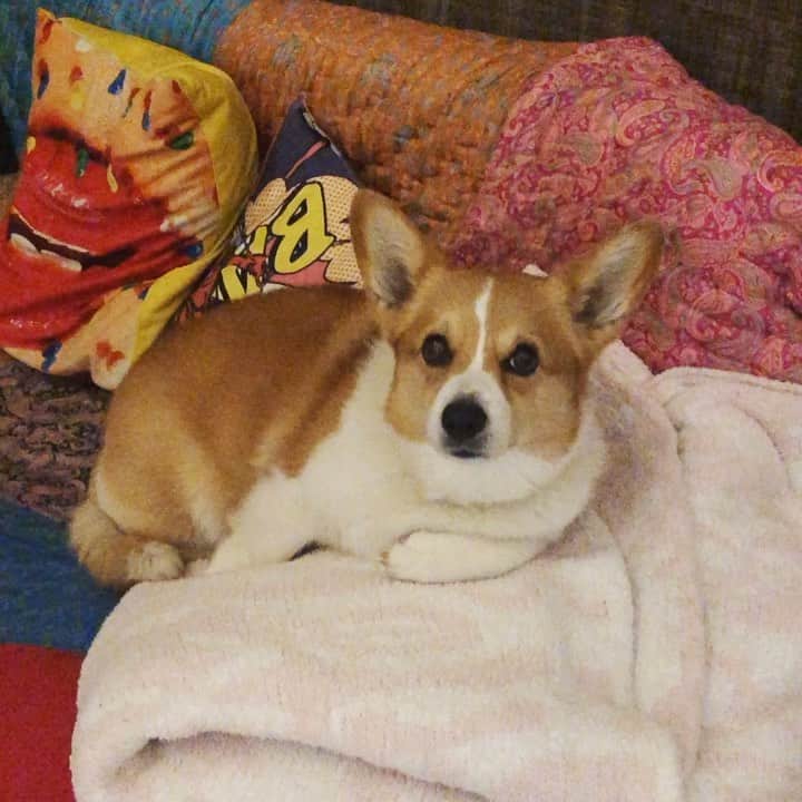 IMALUさんのインスタグラム写真 - (IMALUInstagram)「家賃を払わない女 #corgi #コーギー #まるまるな女」3月30日 17時53分 - imalu_0919