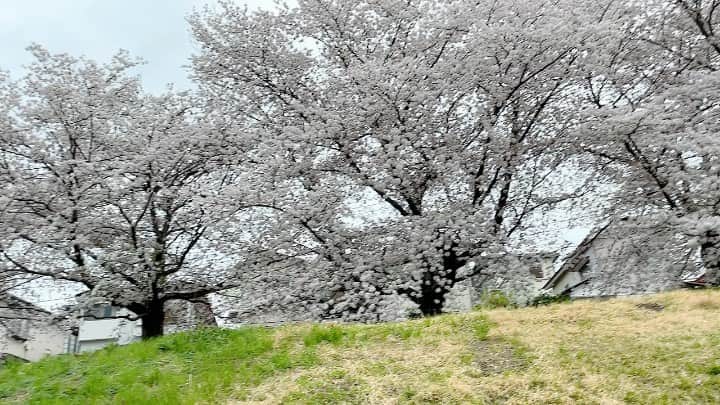 伊達悠太のインスタグラム：「家の近くの桜並木♪ 今年も綺麗に咲きました〜(^^) ヒナくんとの散歩(^^)  #伊達悠太#イタリアングレーハウンド#イタグレ#愛犬#桜#桜並木」