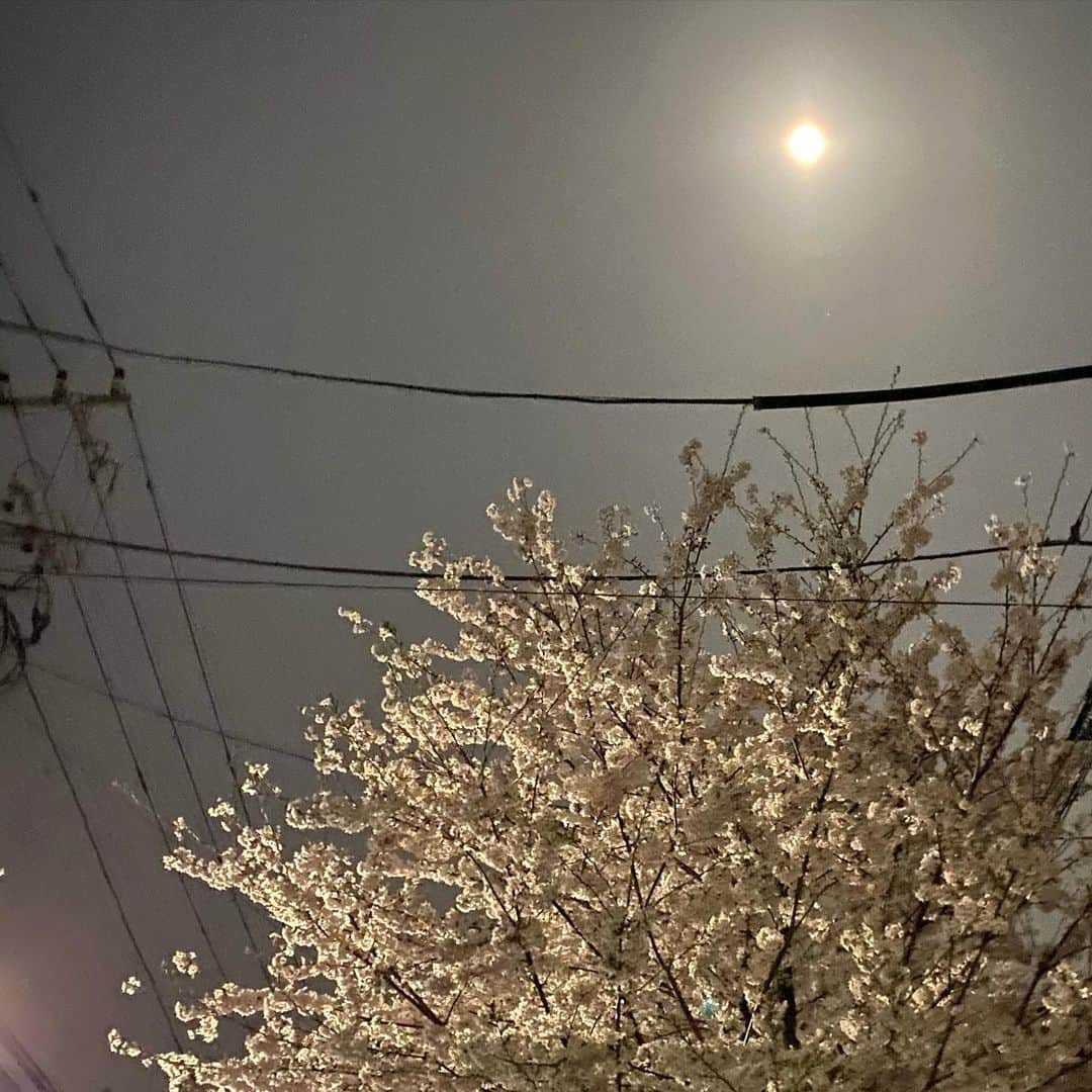 南果歩さんのインスタグラム写真 - (南果歩Instagram)「Last night Full moon 🌕& Chrrey blossoms in full blooms🌸 and I am alive‼️ It's a perfect ,is't it? 昨夜は満月🌕そして桜は満開🌸 そして私は生きている‼️ それだけで充分じゃないか‼️ 都会の空には電線がかかっているけれど、それも良し。 満ちては欠ける。 咲いては散る。 自然には敵いません。 どれだけ流れに逆らわず生きていけるか、ですね。 なんてことお月様と桜は教えてくれてる😊 心が満たされる春の宵でした🌸🌸🌸 #fullmoon  #満月 #cherryblossom  #桜  #満開 #春 #生きる #南果歩 #kahominami #japaneseactress」3月30日 18時25分 - kaho_minami