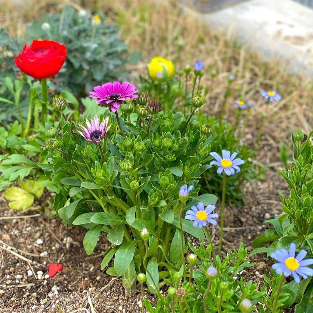 ハン・アルムソンイさんのインスタグラム写真 - (ハン・アルムソンイInstagram)「봄맞이 마당에 꽃심기🌹성공적」3月30日 18時34分 - areumsongee