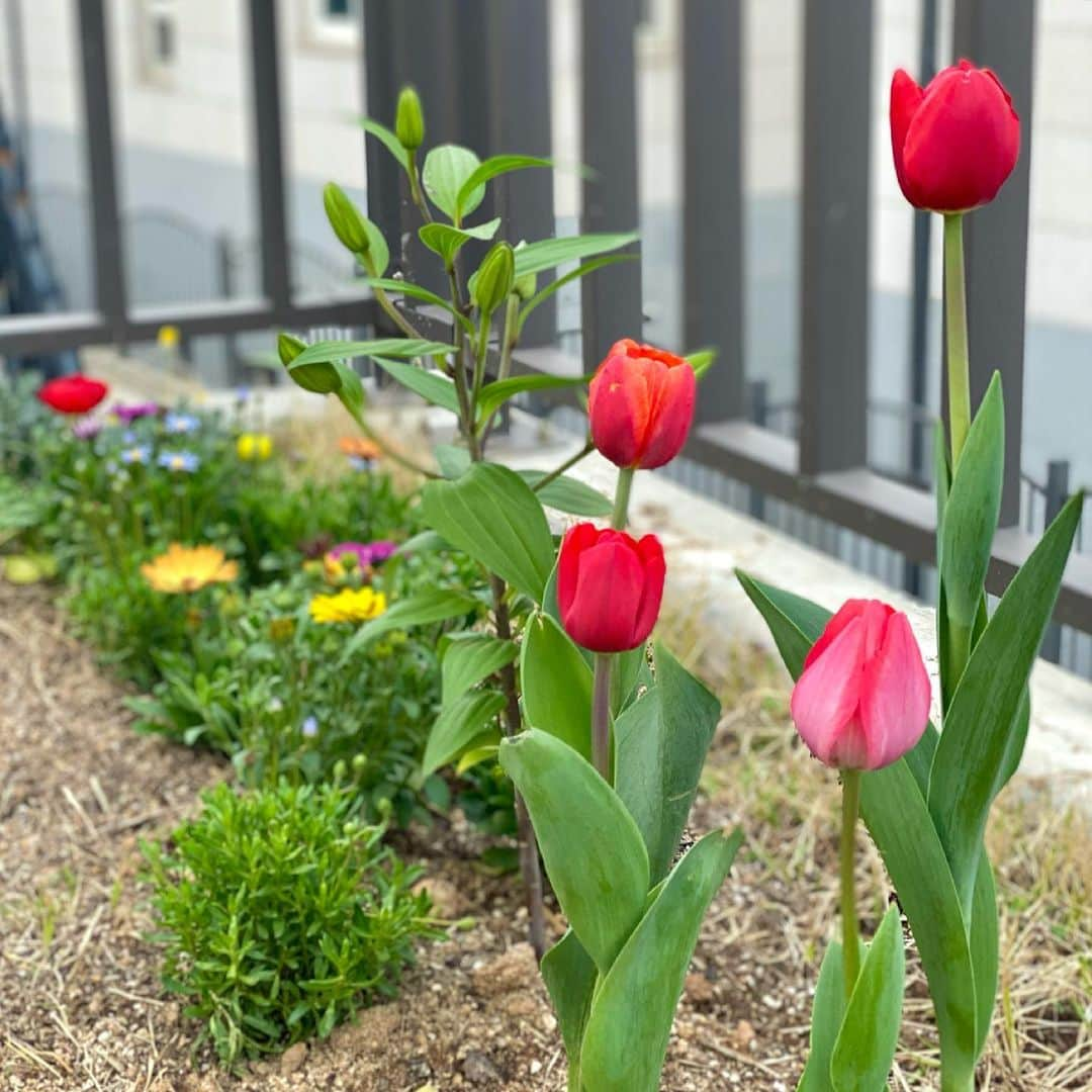 ハン・アルムソンイさんのインスタグラム写真 - (ハン・アルムソンイInstagram)「봄맞이 마당에 꽃심기🌹성공적」3月30日 18時34分 - areumsongee