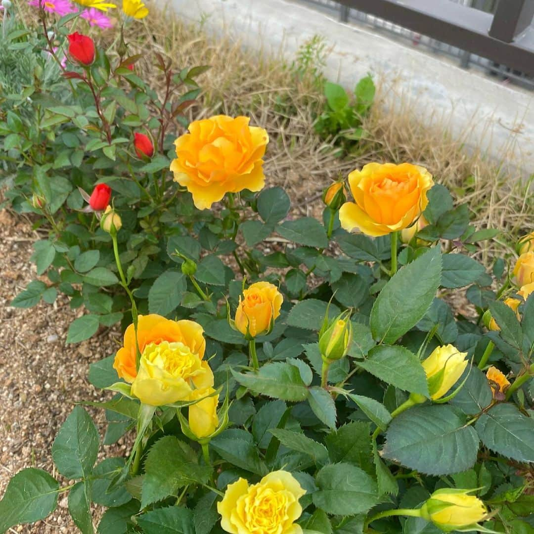 ハン・アルムソンイさんのインスタグラム写真 - (ハン・アルムソンイInstagram)「봄맞이 마당에 꽃심기🌹성공적」3月30日 18時34分 - areumsongee