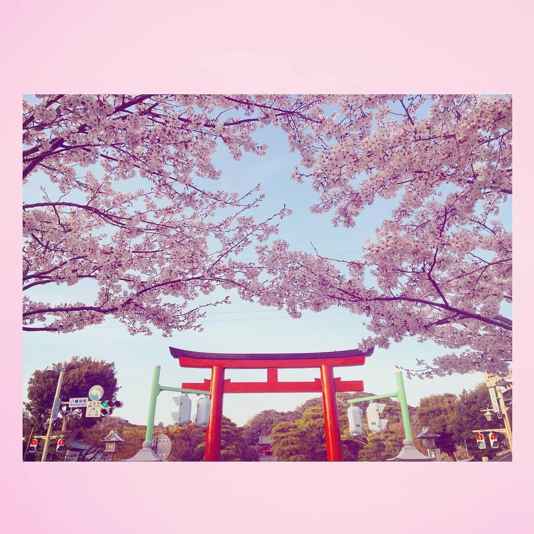 千眼美子のインスタグラム：「・ 🇯🇵🌸 #japan  #now #cherryblossom  #sakura #blooming #桜 #さくら #花見 #お花見 #日本 #神社 #櫻花 #🇯🇵 #⛩ #🌸」