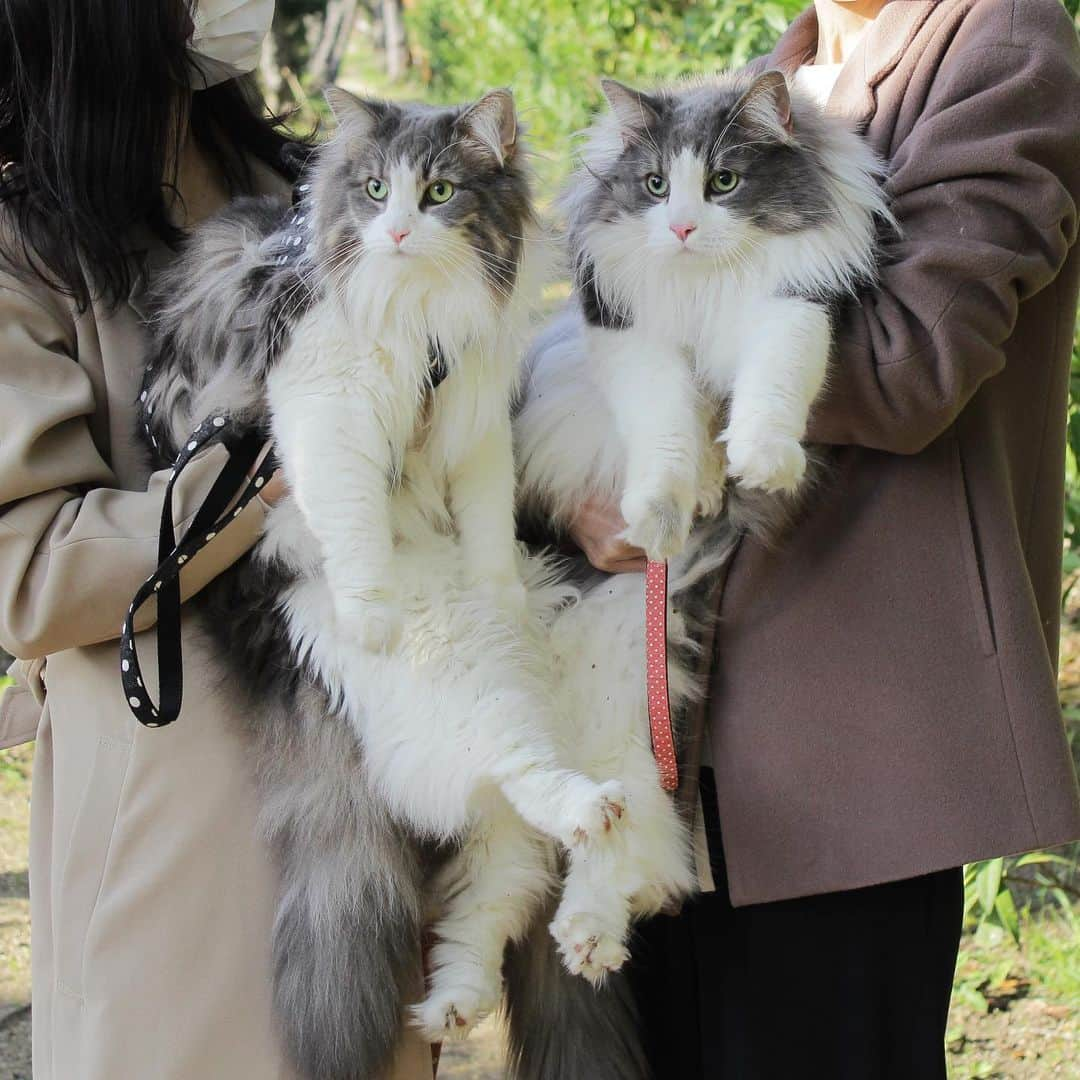 Sagiri Kitayamaさんのインスタグラム写真 - (Sagiri KitayamaInstagram)「お外兄妹😸❤😸(左ルシファー、右キャスバルです)   #ノルウェージャンフォレストキャット #ノルウェージャン #norwegianforestcat #norwegian #ラグドール #ragdoll #ねこ #ねこ部 #ネコ #猫 #cat #catinstagram #catlover #catsofinstagram #instacat #むにゃげーず #耳毛部」3月30日 19時53分 - rererurerurela