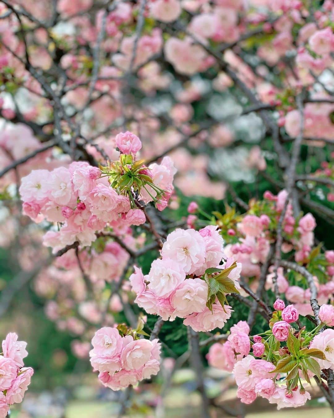 高山直子さんのインスタグラム写真 - (高山直子Instagram)「2021年,春🌸 ぷりぷりの桜と椿😘 明日で3月が終わりだなんて！ これまでになく早かったーー🚀  #2021spring」3月30日 20時12分 - nao_70koro