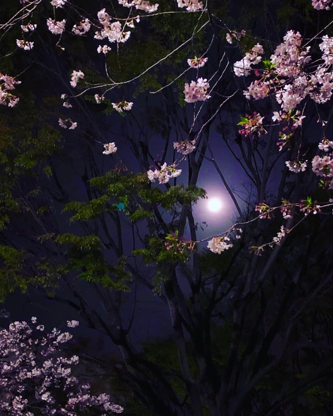 澤田友美のインスタグラム：「. full moon 🌕🌸✨ . . #fullmoon #cherryblossom」