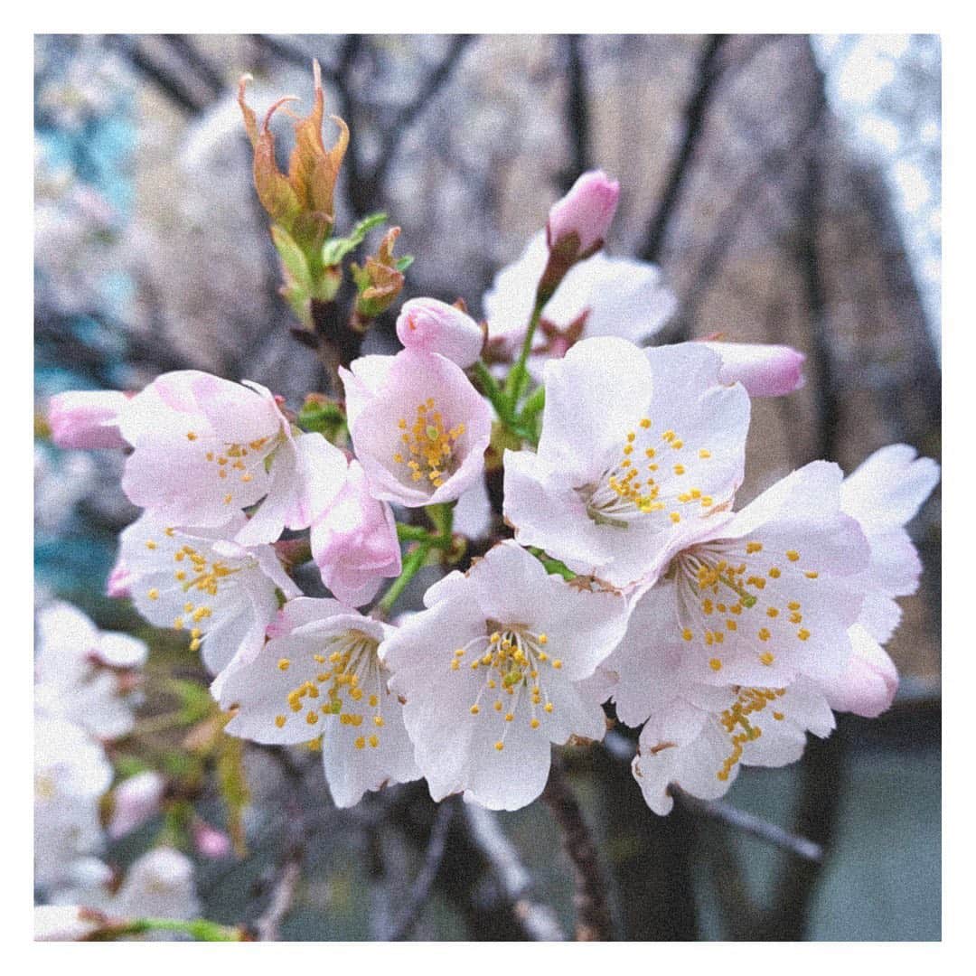 後藤郁のインスタグラム：「今日は早朝から桜と一緒に撮影したのでお楽しみに🌸」