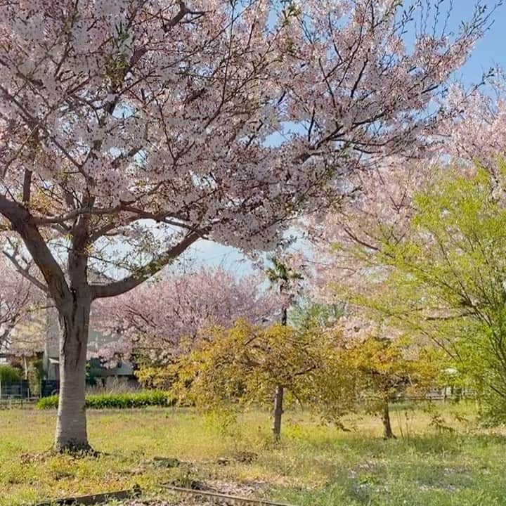 今田美奈のインスタグラム：「散歩途中に立ち止まった15秒🦮🌸🌿 . . . #sakura#spring#daily_photo_jpn#photography#벛꽃#데일리#봄#봄날#さくら#桜#春」