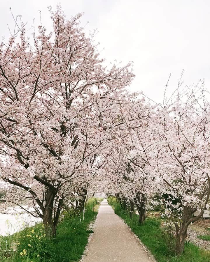 水上桃華のインスタグラム：「💓💗🤍🌸🤍💗💓 今日もすごくあったかかったし 桜綺麗だった〜🌸 全く通ったことない道を通ったら 桜のトンネルみたいで綺麗でした🥰 #cherryblossom #beautifuljapan」