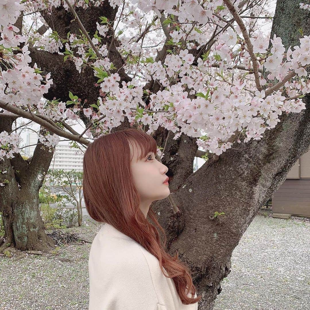 世良ののかさんのインスタグラム写真 - (世良ののかInstagram)「桜の季節だね🌸  #🌸 #桜」3月30日 21時23分 - pia__nono