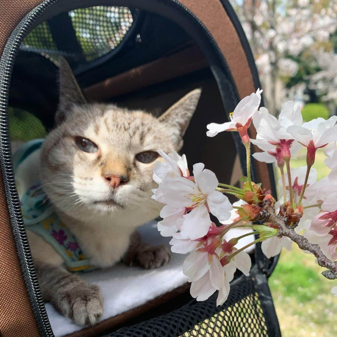 柏木美里のインスタグラム：「さくにゃん20歳にして初めてのお花見😼🌸 ちょっと怖かったらしいけど、ポカポカ陽気で人間は楽しかったです❗️  あとあと、来月の18日に東京撮影会しますので(猫でなくワタシ)是非ご参加下さいませ😻  #散歩という概念を理解してほしい #お花見 #お散歩 #高齢猫」