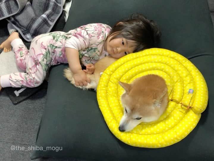 Moguのインスタグラム：「. もぐを堪能する子分②なの。 . @the_shiba_mogu  #柴犬 #shibainu #shiba#赤柴 #redshiba#犬 #dog#しばいぬ#nannydog#犬と子供#子供と犬#柴犬と子供#柴#赤ちゃんと犬#犬と赤ちゃん#柴犬と赤ちゃん#赤ちゃんと柴犬#柴犬のいる暮らし#子守犬」