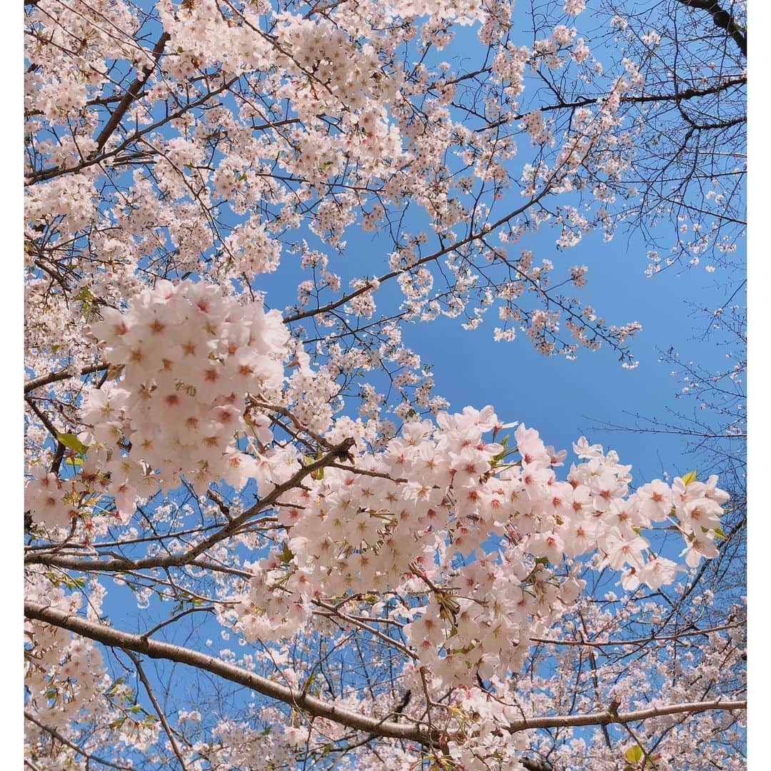 林美沙希さんのインスタグラム写真 - (林美沙希Instagram)「. 今年のお花見は ただただ黙って桜の写真を撮る。 それでも充分楽しめました🌸 . 東京の桜は早くも散り始めています。 来年はどんなお花見が出来るんでしょうね😊  #桜が好き #桜と青空」3月30日 21時58分 - misaki0hayashi