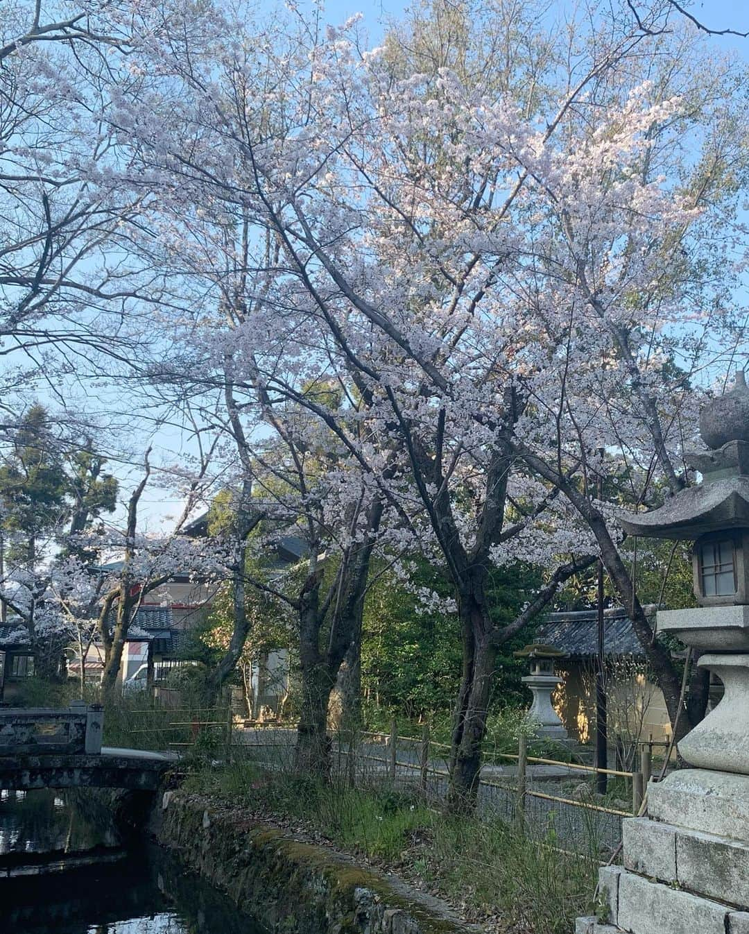 吉村優さんのインスタグラム写真 - (吉村優Instagram)「* 先週の松尾大社⛩ この日も桜が見頃で綺麗でした🥰 * 今年はベビーのお宮参りもあって 年始から神社に行く機会が多かったのですが ようやく厄祓いも出来て一安心🥰 なのですが、、 右手首の腱鞘炎に加えて 初めて“坐骨神経痛”らしき痛みを感じ、、 改めて産後のマイナートラブルを実感。。 妊娠中は腰痛もなく、 体の不調は殆どなかったので油断していたら、、 徐々に出てくるんですね🥲 今年も健康に過ごせますように🥺🙏 * #京都 #桜 #松尾大社 #厄払い #本厄」3月31日 0時28分 - yuyoshimura87