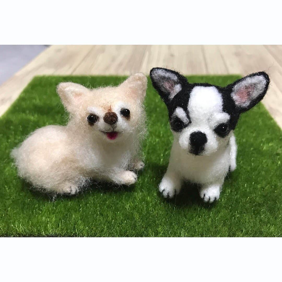 みずえのインスタグラム：「本日のチクチク 植毛練習part2 ミニロングコートチワワちゃん🐶 ごっちゃんもほんのちょっとプラスα😘 アクレーヌ(材料の種類)は植毛に向いてないと分かりました😵練習練習！ #羊毛フェルト #羊毛フェルト初心者 #特訓中 #チワワ」