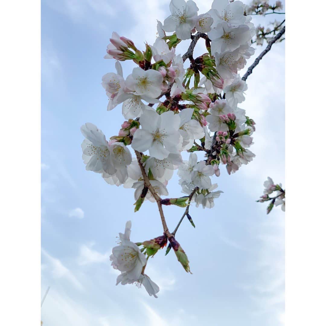 岡副麻希さんのインスタグラム写真 - (岡副麻希Instagram)「. さくら🌸と桜姫🐣  #きゅん #３月最終日 #おはようございます #ステキな１日になりますように👼🏻」3月31日 5時09分 - maki_okazoe_official