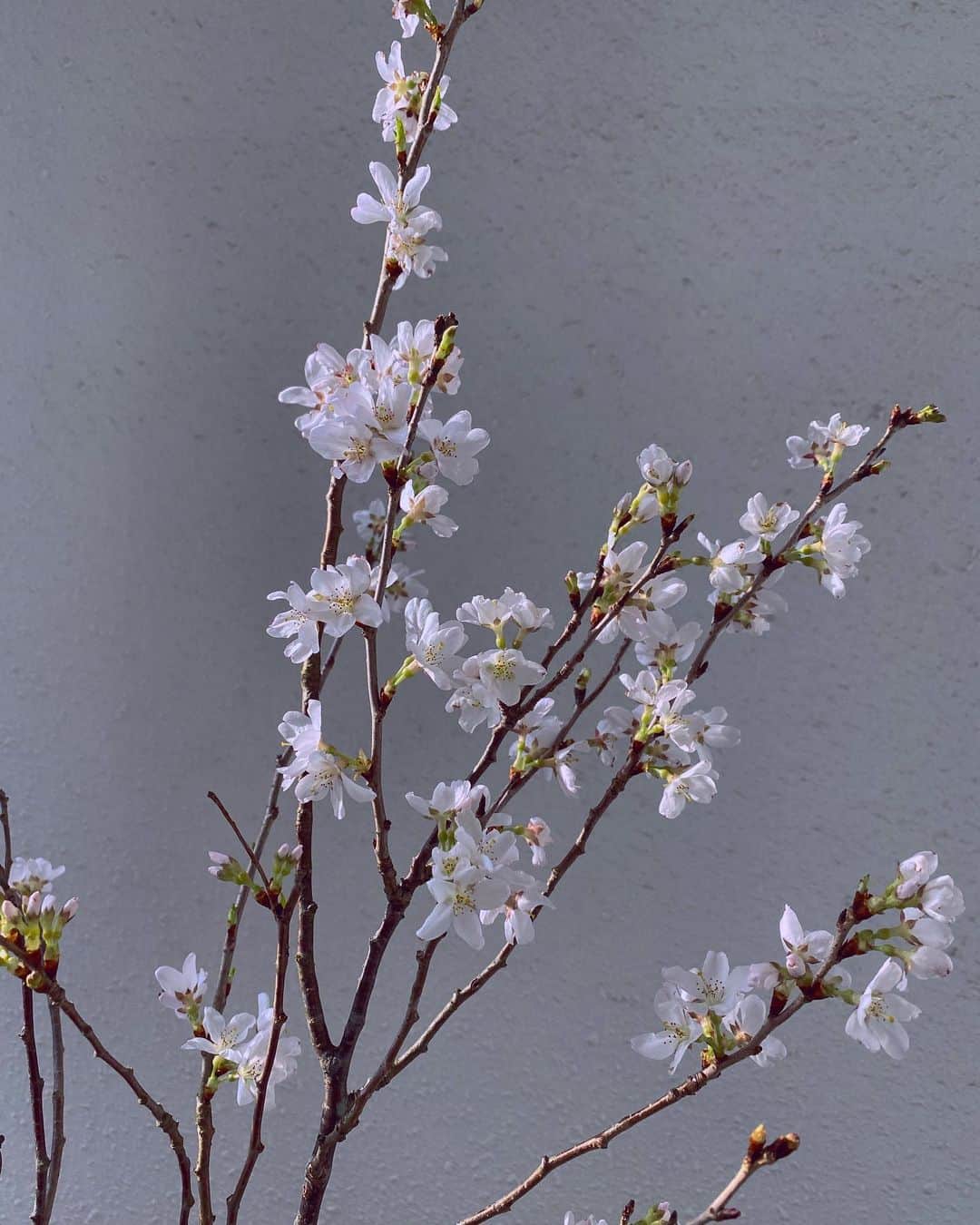 大川成美さんのインスタグラム写真 - (大川成美Instagram)「部屋が暖かいので、 すぐ満開になりました🌸✨✨ おはようございます。 ． #花 #桜 #花のある暮らし  #blossom」3月31日 7時24分 - naru_coco