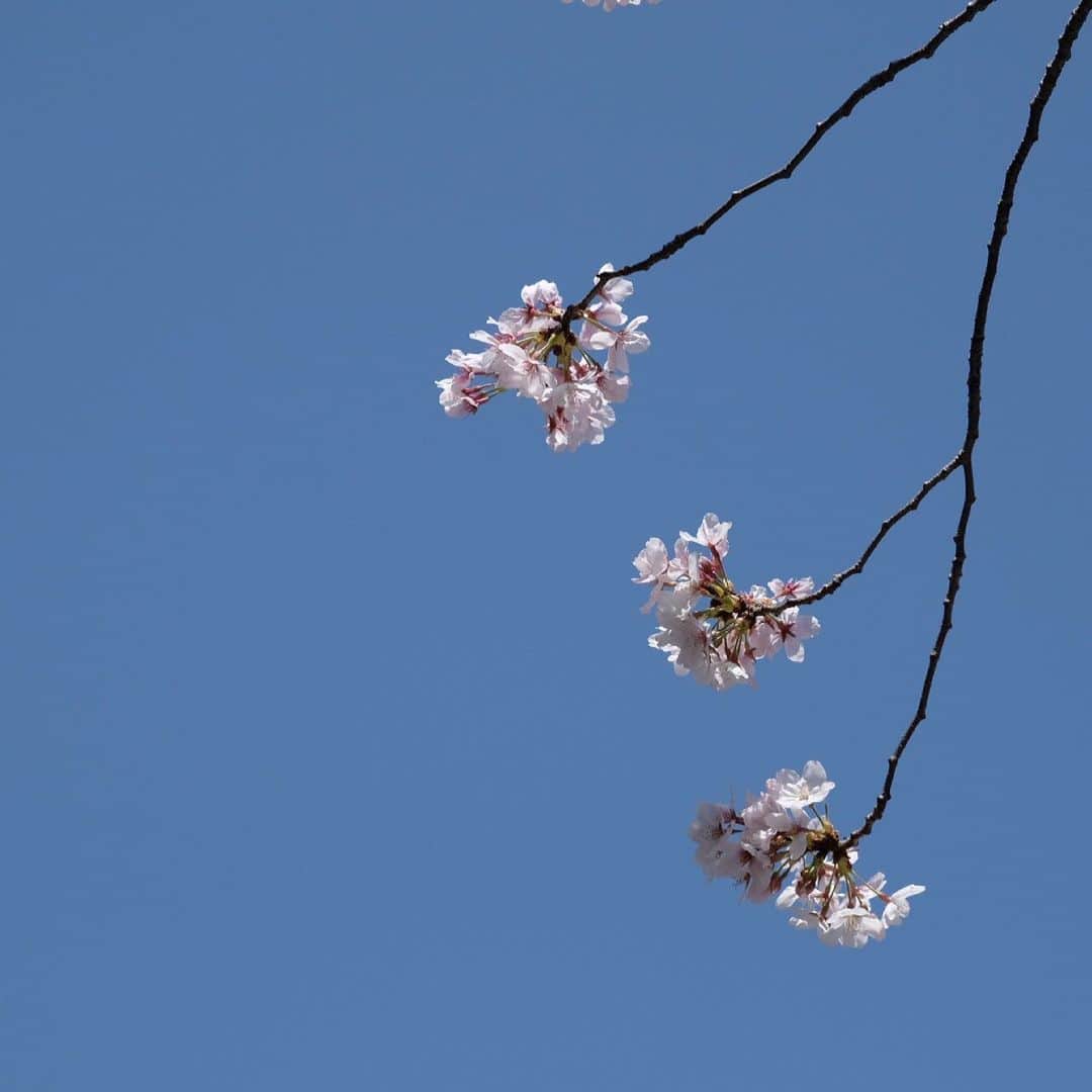 奥平大兼さんのインスタグラム写真 - (奥平大兼Instagram)「春になりましたね😎」3月31日 17時32分 - okudairadaiken_official
