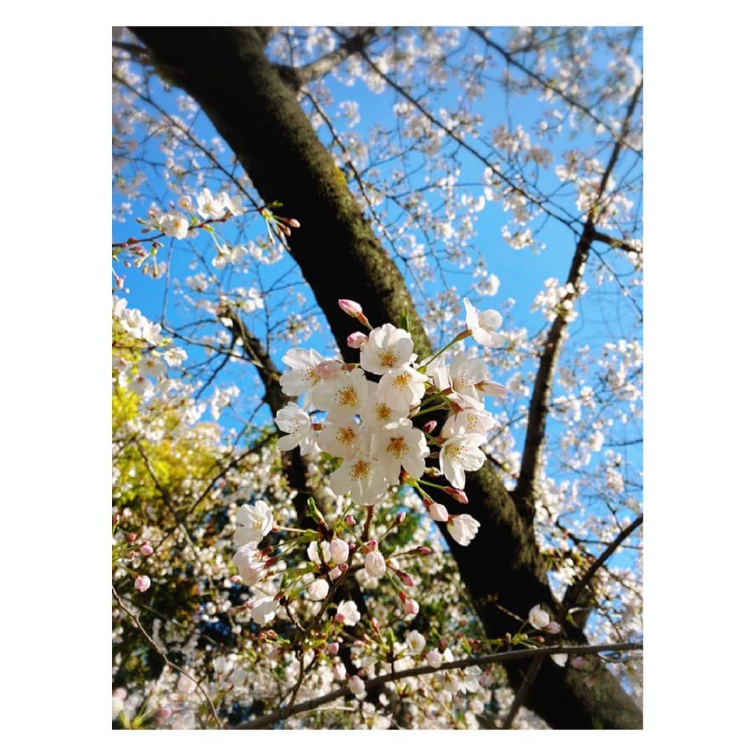 望月理恵さんのインスタグラム写真 - (望月理恵Instagram)「みてみて私の桜写真part3  青空と桜🌸」3月31日 18時12分 - mochiee28