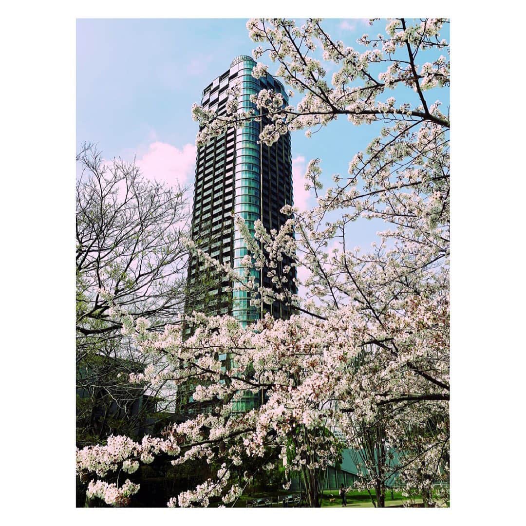 望月理恵さんのインスタグラム写真 - (望月理恵Instagram)「みてみて私の桜写真part1笑 ビルと桜🌸」3月31日 18時09分 - mochiee28