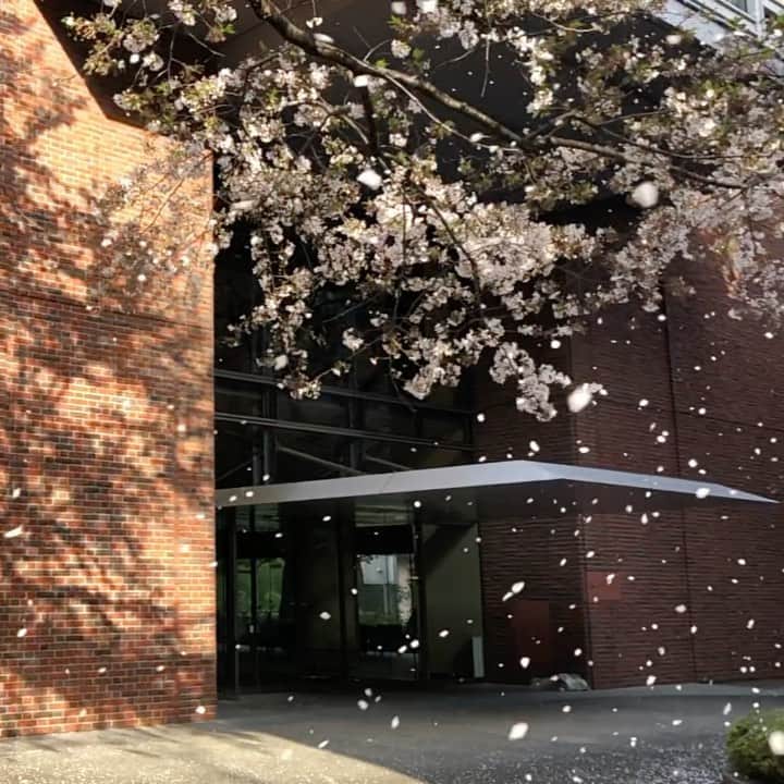 立教大学のインスタグラム：「卒業すると、新しい出会いと新しい世界が待っています。立教で得た経験が、次のフィールドにつながることを心から願っています。いつでもキャンパスに帰ってきてくださいね🙌🏻 Congratulations on graduating! Best wishes for your continued success. . #卒業がさびしかったらそれだけ幸せだったということ」