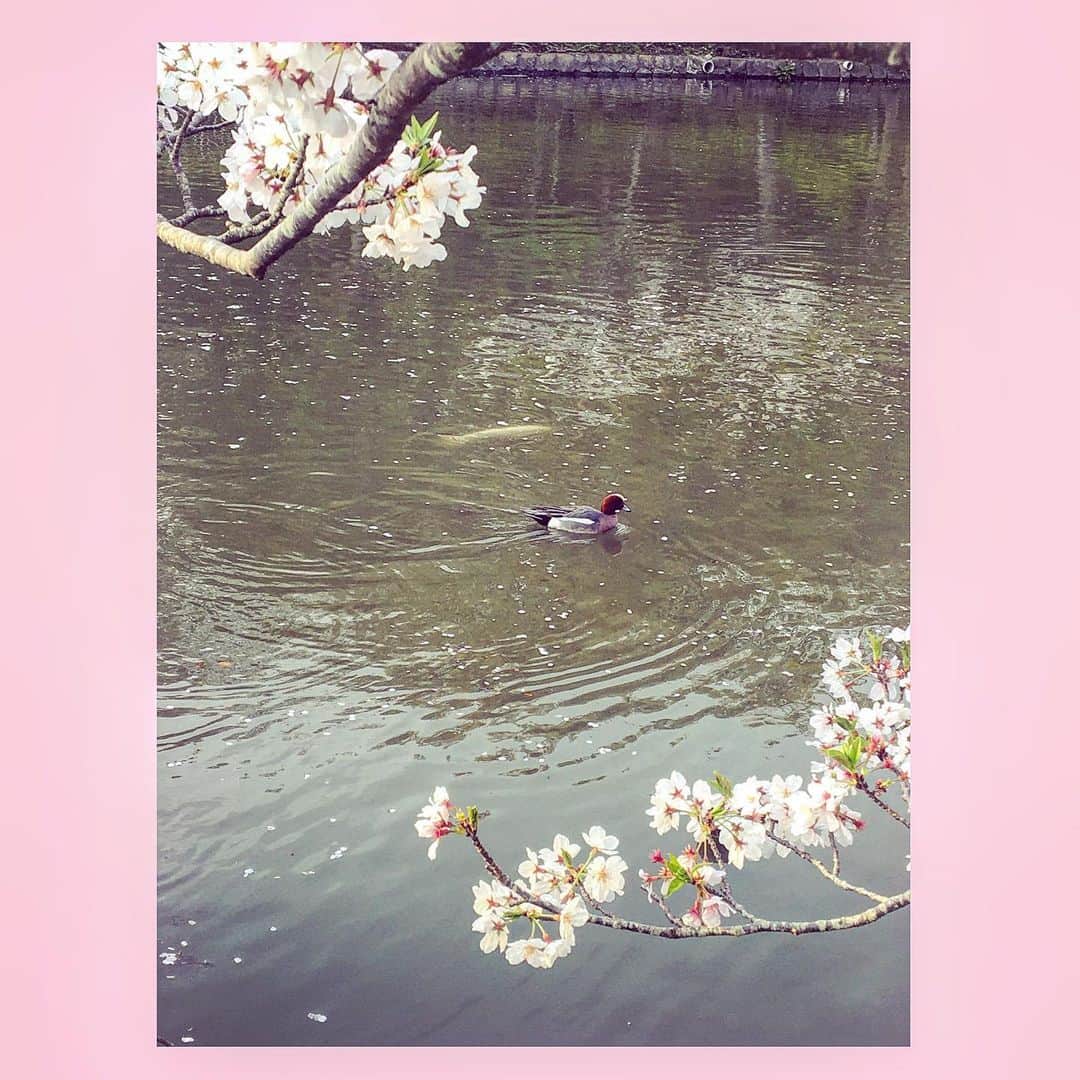 千眼美子さんのインスタグラム写真 - (千眼美子Instagram)「・ 🌸🦆🐟 #japan  #now #cherryblossom  #sakura #blooming #桜 #さくら #花見 #お花見 #日本 #神社 #櫻花 #🇯🇵 #⛩ #🌸」3月31日 10時28分 - yoshiko_sengen