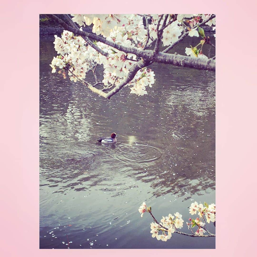 千眼美子のインスタグラム：「・ 🌸🦆🐟 #japan  #now #cherryblossom  #sakura #blooming #桜 #さくら #花見 #お花見 #日本 #神社 #櫻花 #🇯🇵 #⛩ #🌸」