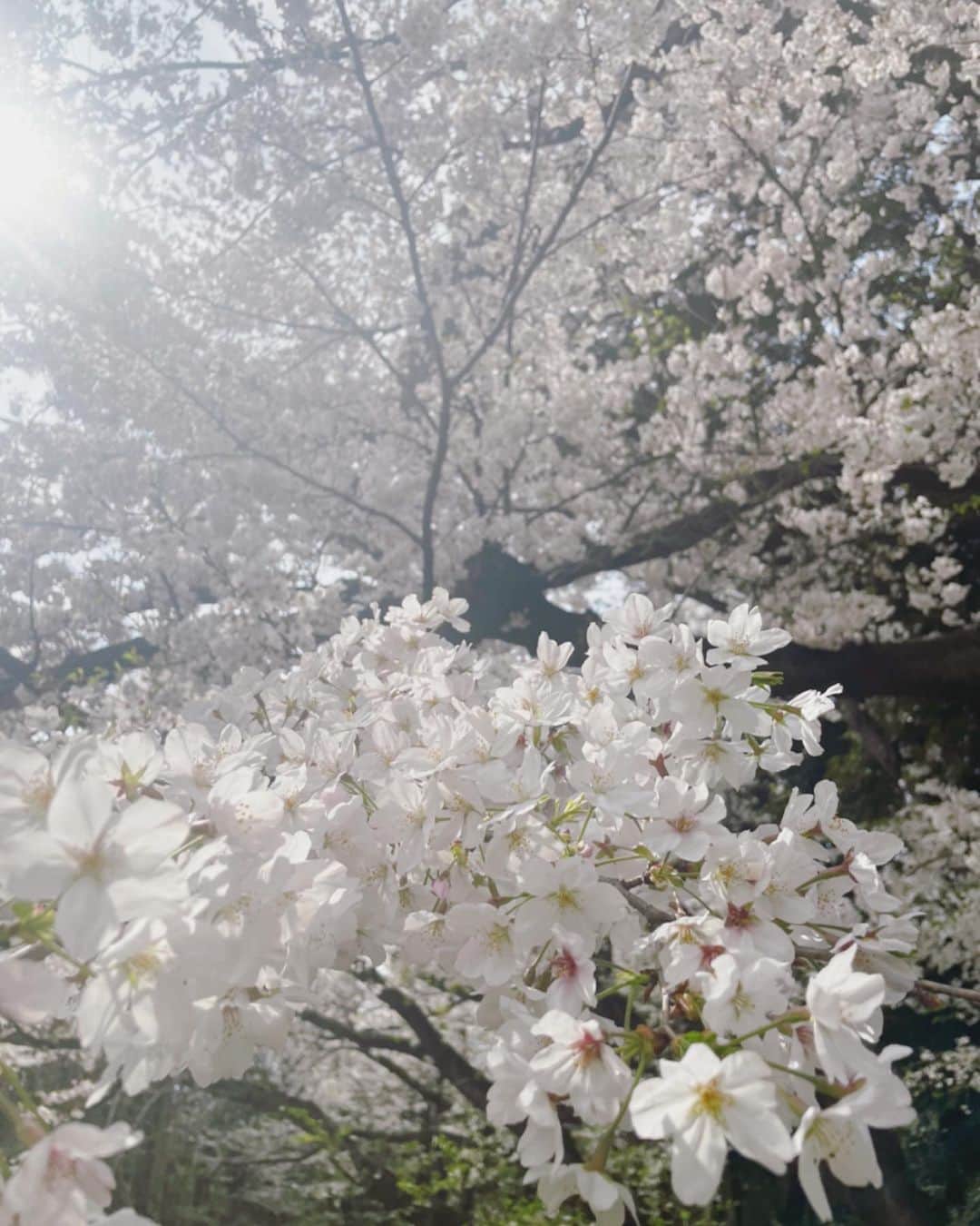 安めぐみさんのインスタグラム写真 - (安めぐみInstagram)「大きな公園で、桜🌸 #桜 #今日で3月も終わりですね」3月31日 10時21分 - yasu_megumi_official