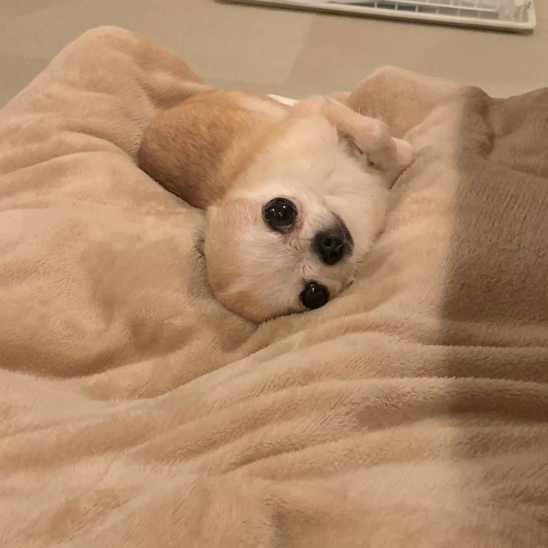 まち(Machi)のインスタグラム：「. 👀 . #chihuahua #chihuahuas #dog #instadog  #weeklyfluff #doglover #chihuahualove #ふわもこ部 #choco #azuki #omochi #チワワ #ちわわ #犬 #スムチー #ロンチー #ちわすたぐらむ #いぬすたぐらむ #ちわわ部」
