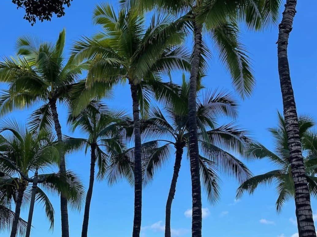 浅本美加のインスタグラム：「🌴   Today's lucky day  #luckyday」