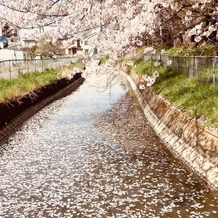 鹿野淳のインスタグラム：「散りゆく刹那の河を流れに流れ、やがて彼方から春到来」