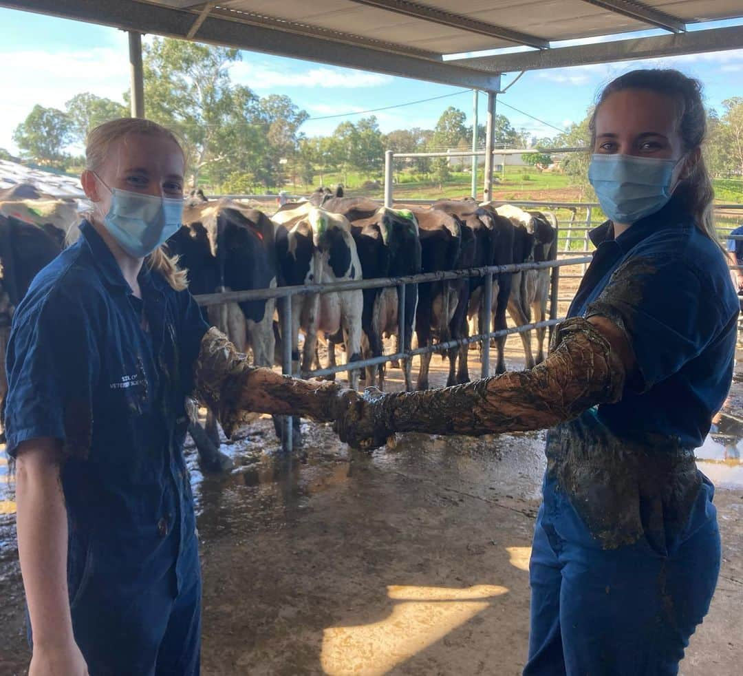 ケイティ・パスフィールドさんのインスタグラム写真 - (ケイティ・パスフィールドInstagram)「Best way to warm up your hands on an ‘udderly’ cold morning? 🐮🦆」3月31日 13時00分 - katiepasfield