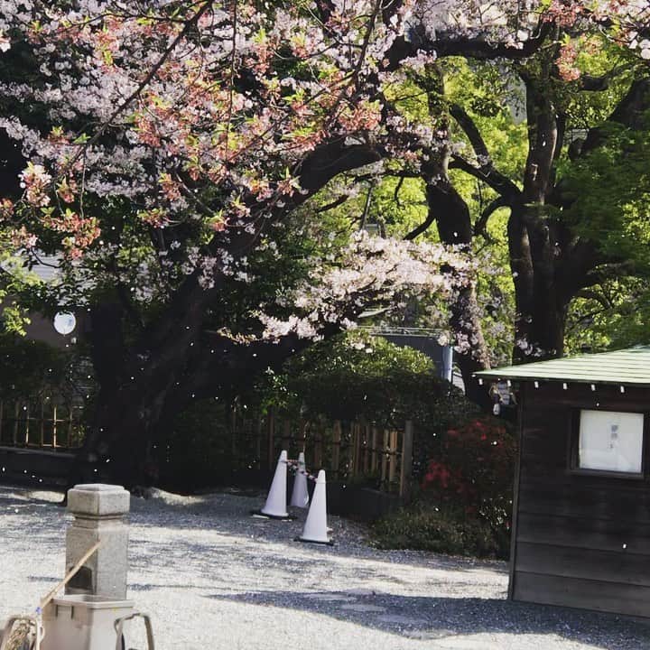 のインスタグラム：「桜のシャワー🌸 ・ ・ #桜 #桜吹雪 #朝の風景 #春の花 #春の訪れ   #cherryblossom #spring #flowers #flowerstagram  #followme #tagsforlikes #tflers #tagsforlikesapp #japan_daytime_view」