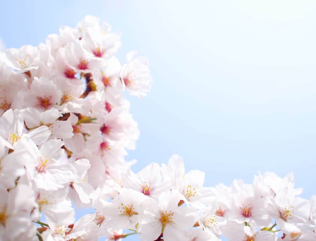 酒井千佳さんのインスタグラム写真 - (酒井千佳Instagram)「* 桜のつぼみかわいいよね。  近所に桜を撮りに行ったものの カメラの電池がありませんって表示されて すぐに切れちゃうから つけたり消したりしつつ ぱぱっとだましだまし撮った写真。  なのでピンがあってない。  けどつぼみはかわいいので載せる。  2枚目みたいな 咲いてからしばらくたってる 中央が赤い桜もかわいいけどね。  娘はぽかーんだったよ。  何度も母の花見に付き合わされてます。  #お花見さんぽ #お花見マニア #お花見2021 #伊丹市民 #赤ちゃんとお出かけ #赤ちゃんと桜」3月31日 14時00分 - sakaichikaaaa